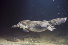 Platypus Australialias Unique Platypus Swimming Underwater Sponsored Unique Australialias Pl Duck Billed Platypus Weird Looking Animals Weird Animals