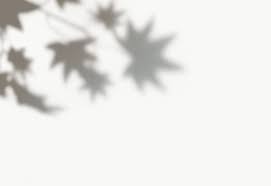 Maple Leaves Shadow On A Wall Free Image By Rawpixel Com Shadow Leaf Photography Stock Images Free