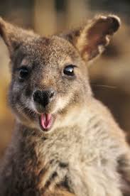 Wallaby male grows to 3 feet tall, weighing up to 60 pounds; Wallaby Cute Animals Happy Animals Cute Animal Pictures