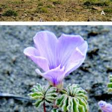 Image result for Oxalis anthelmintica