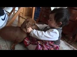 Proven tips from dog experts that has worked for more than 875,000 dog owners worldwide. Animal Videos Puppy And Baby Kisses I Can Has Cheezburger