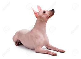 Maybe you would like to learn more about one of these? American Hairless Terrier Dog Lying Down Isolated On White Background Stock Photo Picture And Royalty Free Image Image 120804396