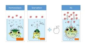 Image result for Refeeding Syndrome