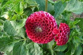How To Grow Dahlia Plant Growing Guide