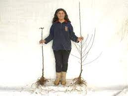 The apple tree produces green eating apples (don't know what variety). Maiden Fruit Trees For Sale