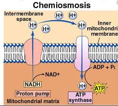 Chemiosmosis Definition Functions Examples Biology Humor Science Humor Chemistry Learning Science