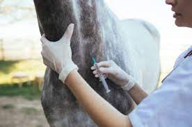Every horse is an individual, so it's best to discuss your animal's specific needs and your region's specific vaccine requirements with your veterinarian. Vaccinations For Horses What Every Horse Owner Needs To Know The Everyday Equestrian