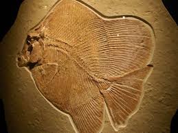 Image Source Pinterest Fish Fossil Fossils Prehistoric Animals
