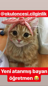 Pin By Basak Unluer Ozberk On Caps Cats Dogs Animals