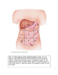 The quadrants are referred to as the left lower quadrant, left upper quadrant, r. Fig 1 7 Nine Regions Of The Abdominopelvic Cavity The Nine