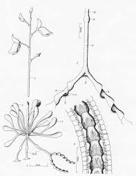 Image result for Genlisea hispidula