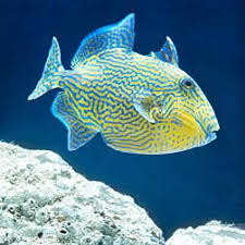 Image result for Dyschoriste multicaulis