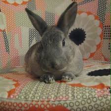 Specialties:avian and exotic animal veterinary medicine and surgery. Avian And Exotic Animal Care Home Facebook