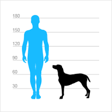 Image result for sedmihradský honič