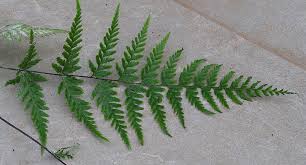 Image result for Pityrogramma argentea