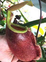 Big ol' Nepenthes 