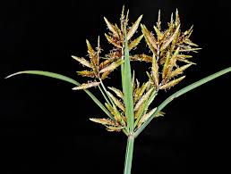 Image result for Cyperus esculentus