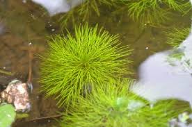 Image result for Limnophila indica