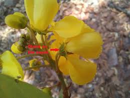 Image result for Acridocarpus natalitius