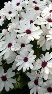 You can also upload and share your favorite hd wallpapers flowers. Flower 1080p Mobile Wallpapers Wallpaper Cave