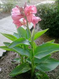 Cana De Macaco Para Infecção De Urina Tropical Cana Full Size Picture Of Canna Lily Tropical Rose Canna X Generalis Plants Tropical Plants Container Gardening Flowers