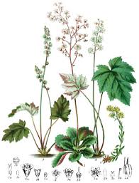 Image result for Cyphia lasiandra