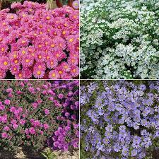 We Always Want To End The Season On A High Note And With Asters That Is Pretty Well Guaranteed Especially If I Spring Hill Nursery Ground Cover Plants Aster