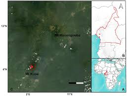 Image result for Heterotis decumbens