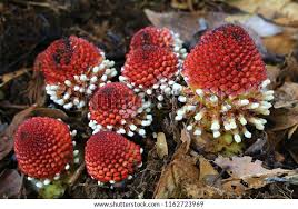 Image result for Balanophoraceae