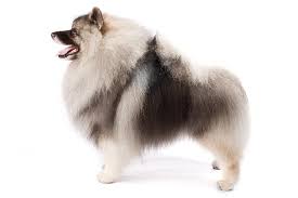 Cute white fluffy dog breeds. 10 Fluffy Dog Breeds Fuzzy Long Coated Canines Worth Cuddling