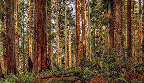 Redwoods National and State Parks - My Yosemite Park