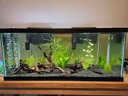 My Planted 75 Gallon Discus Tank : R/Plantedtank