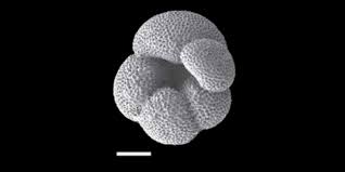 Image result for Microglossa densiflora