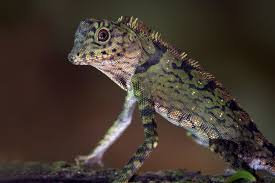 Image result for Limnophyton angolense