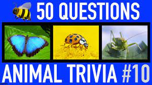 This list of fantastic 80s trivia questions and answers will certainly test your knowledge. Animal Trivia Quiz 10 50 Insects Trivia Questions And Answers Insect Pub Quiz Youtube