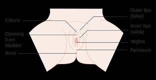 The most important thing is do not scratch. Vulvar Itching Worse At Night Causes Symptoms Treatment Risks