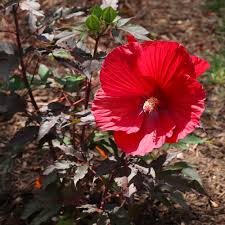 Image result for Hibiscus meyeri