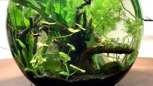 10 Best Fish For A Bowl Without Filter