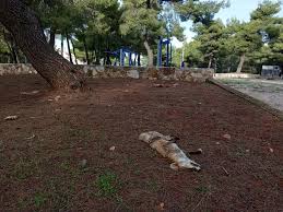 Check spelling or type a new query. Pi8anotata Pyrobolhmenh H Alepoy Poy Bre8hke Nekrh Entos Katoikhmenhs Perioxhs Sth Stamata Attikhs Www Zoosos Grwww Zoosos Gr