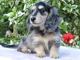 Black And Brown Long Haired Miniature Dachshund Luna Black Cream Dapple Long Haired Mini Dachshund