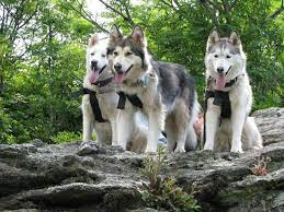 Wolf Rock The Thundering Herd Husky Puppies For Sale Husky Puppy Husky