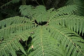 Image result for Pteris tripartita