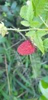 Image result for Rubus rosifolius