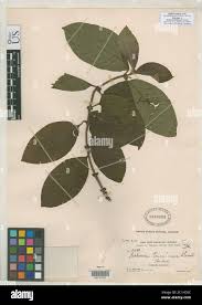 Image result for Sabicea venosa