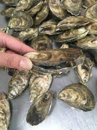 You can also store your oysters in the refrigerator in a closed container or sealed plastic bag. How Long Do Oysters Stay Fresh Pangea Shellfish Company