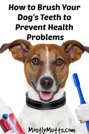 Brush Your Dog S Teeth To Promote Good Health Mostly Mutts Dog Teeth Dog Teeth Care Natural Dog Care