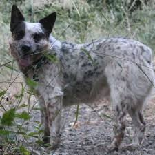Puppies for adoption in paso robles. Central Coast Herding Dog Rescue Animal Shelters Paso Robles Ca Phone Number