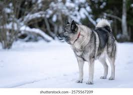 Image result for norwegian elkhound grey