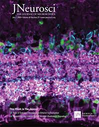 Find the best restaurants around lewiston, me. Disentangling The Independent Contributions Of Visual And Conceptual Features To The Spatiotemporal Dynamics Of Scene Categorization Journal Of Neuroscience