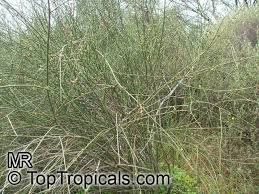 Image result for Periploca